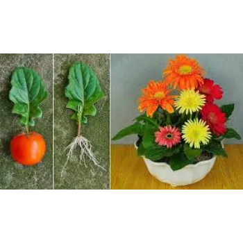 No1 Gerbera Daisy Plant